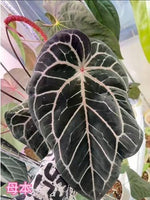 Anthurium Black Silver x (Red Crystallinum x Tezula) TC | Grower's Choice, Macau Collection