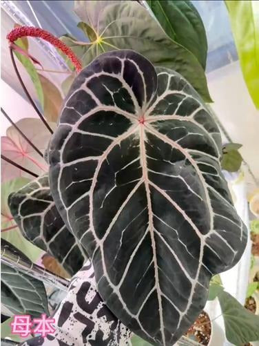 Anthurium Black Silver x (Red Crystallinum x Tezula) TC | Grower's Choice, Macau Collection