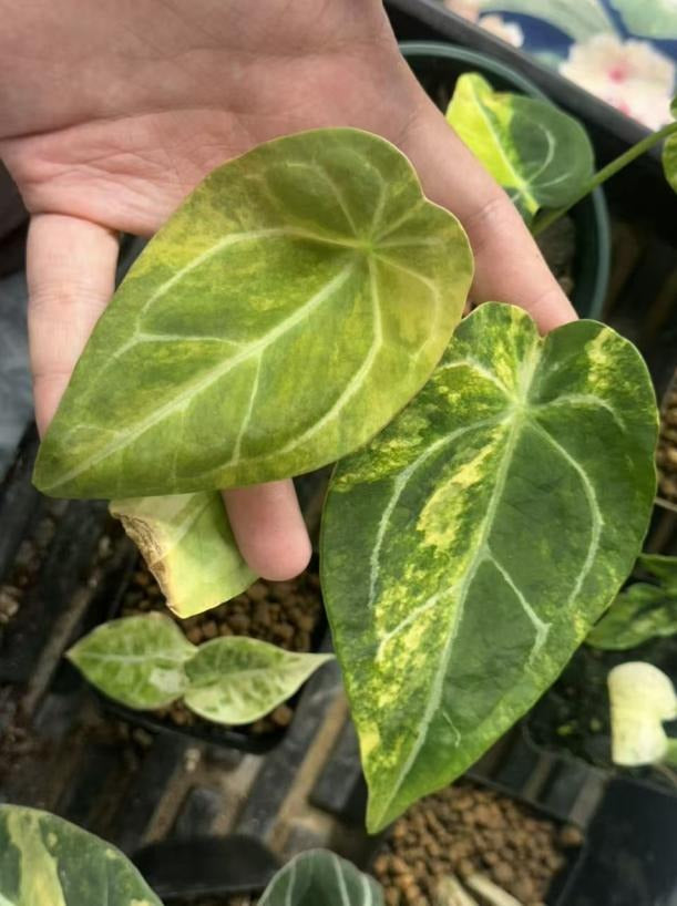 Anthurium magnificum X forgetii Aurea TC | Grower's Choice, Macau Collection