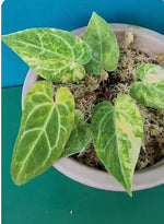 Anthurium crystallinum X variegated TC | Grower's Choice, Macau Collection