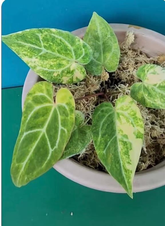 Anthurium crystallinum X variegated TC | Grower's Choice, Macau Collection