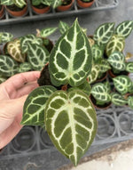 Anthurium crystallinum 'Crackin Veins' TC | Grower's Choice, Macau Collection