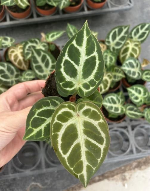 Anthurium crystallinum 'Crackin Veins' TC | Grower's Choice, Macau Collection