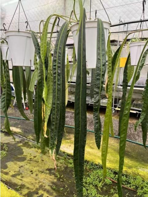 Anthurium pallidiflorum TC | Grower's Choice, Macau Collection