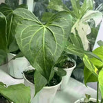 Anthurium delta force TC | Grower's Choice, Macau Collection