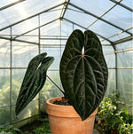 Anthurium Dark Phoenix TC | Grower's Choice, Macau Collection