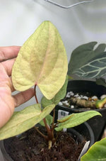 Anthurium Dark Phoenix mint TC | Grower's Choice, Macau Collection