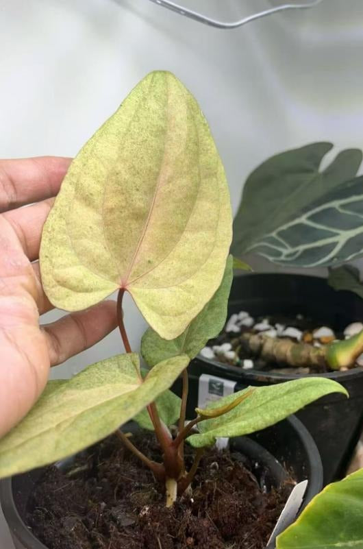 Anthurium Dark Phoenix mint TC | Grower's Choice, Macau Collection
