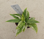 Anthurium orange variegata TC | Grower's Choice, Macau Collection