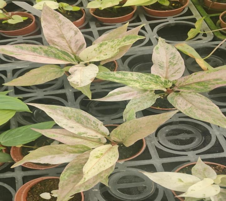Anthurium pink variegata TC | Grower's Choice, Macau Collection
