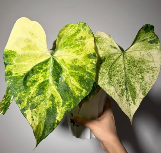 Anthurium clarinervium aurea TC | Grower's Choice, Macau Collection