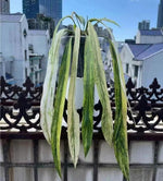 Anthurium vittarifolium var TC | Grower's Choice, Macau Collection