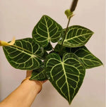 Anthurium clarinervium TC | Grower's Choice, Macau Collection