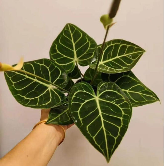 Anthurium clarinervium TC | Grower's Choice, Macau Collection