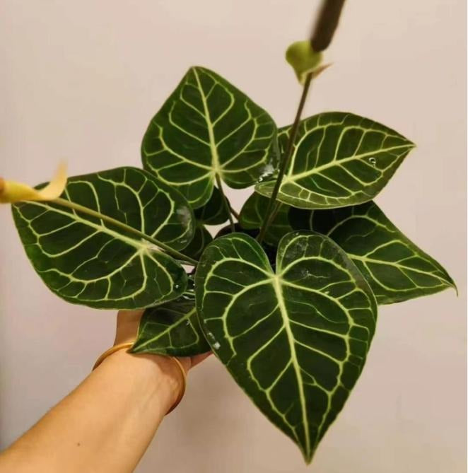 Anthurium clarinervium TC | Grower's Choice, Macau Collection