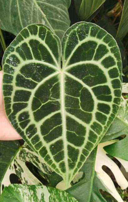 Anthurium King of Clarinervium TC | Grower's Choice, Macau Collection