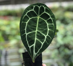 Anthurium Forgetii TC | Grower's Choice, Macau Collection