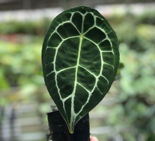 Anthurium Forgetii TC | Grower's Choice, Macau Collection