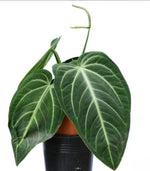 Anthurium villenaorum Croat TC | Grower's Choice, Macau Collection