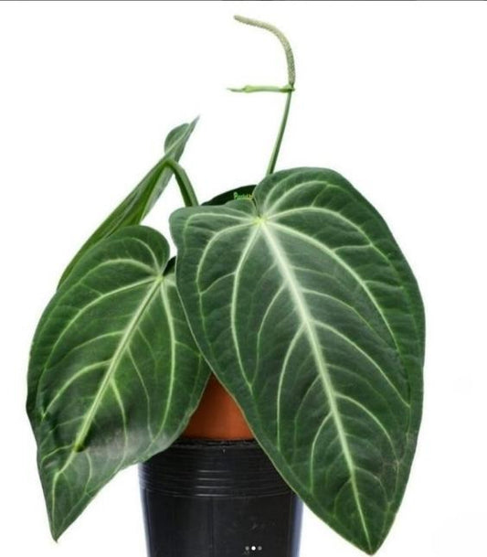 Anthurium villenaorum Croat TC | Grower's Choice, Macau Collection