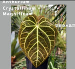 Anthurium ‘crystallinum X magnificum TC | Grower's Choice, Macau Collection