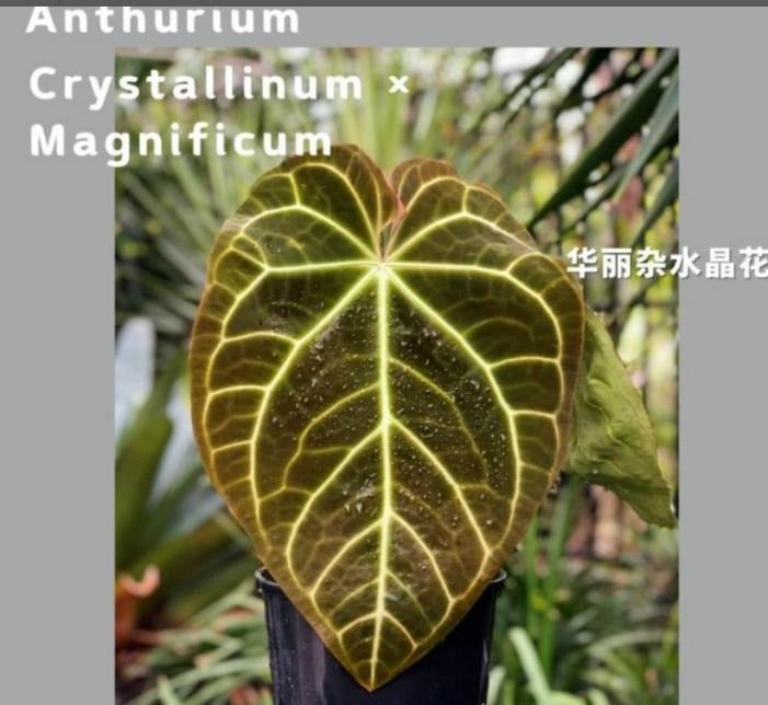 Anthurium ‘crystallinum X magnificum TC | Grower's Choice, Macau Collection