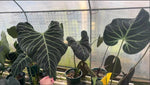 Anthurium Regal TC | Grower's Choice, Macau Collection