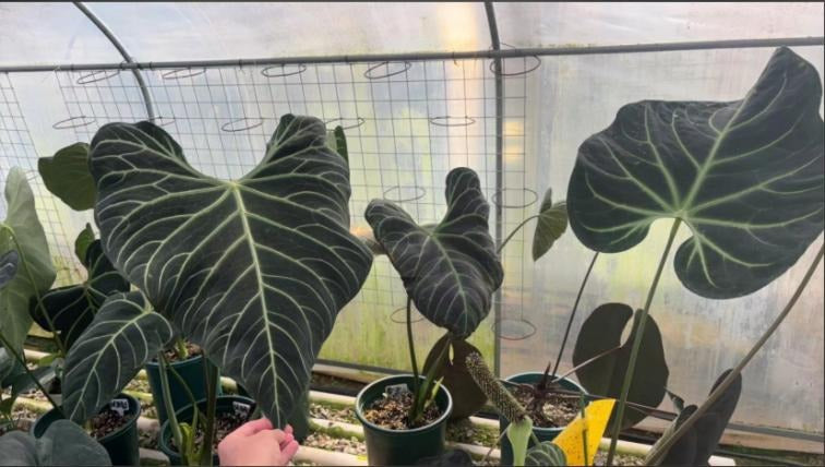 Anthurium Regal TC | Grower's Choice, Macau Collection