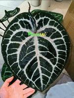 Anthurium red crystal X Michelle TC | Grower's Choice, Macau Collection