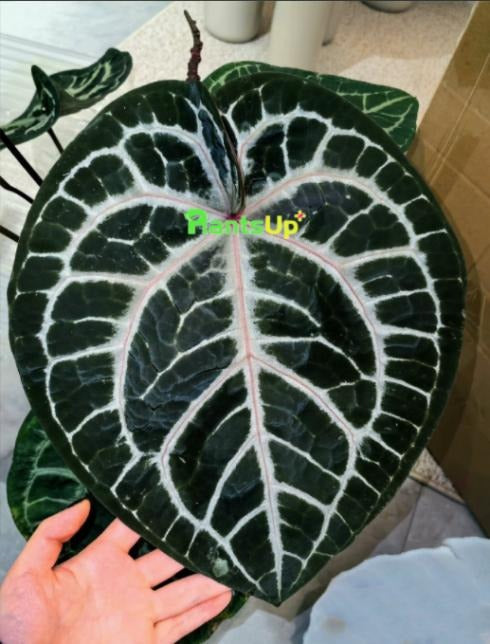 Anthurium red crystal X Michelle TC | Grower's Choice, Macau Collection