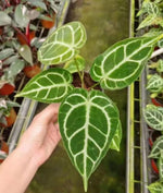 Anthurium magnificum hybird sp TC | Grower's Choice, Macau Collection