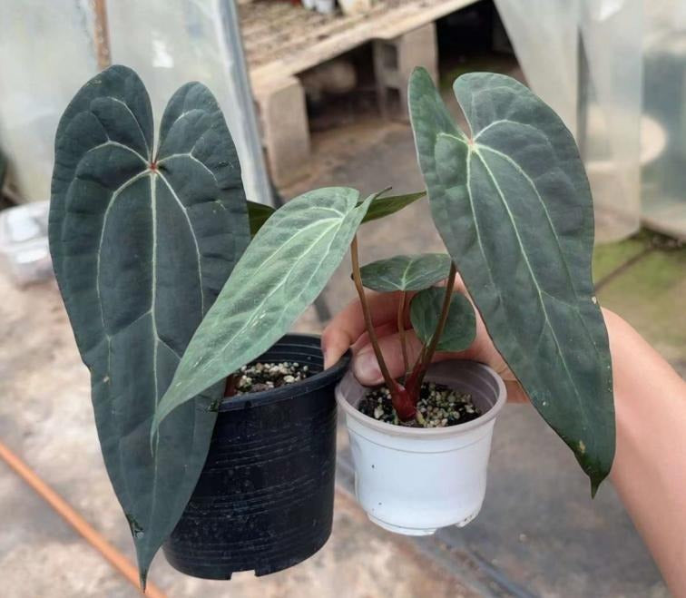 Anthurium 'Ace of Spades'Xpapi hybrid TC | Grower's Choice, Macau Collection