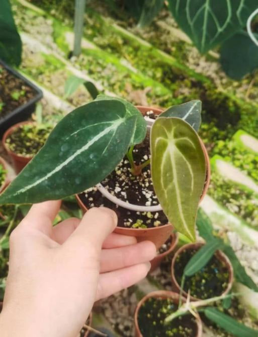 anthurium pedatum X Forgetii TC | Grower's Choice, Macau Collection