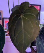 Anthurium Besseae X Forgetii TC | Grower's Choice, Macau Collection