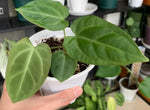 Anthurium Magnificum X Regale TC | Grower's Choice, Macau Collection