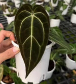 Anthurium black velvet TC | Grower's Choice, Macau Collection