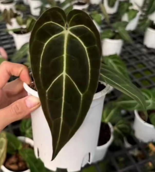 Anthurium black velvet TC | Grower's Choice, Macau Collection