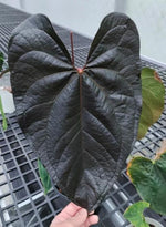 Anthurium Queen of Hearts TC | Grower's Choice, Macau Collection