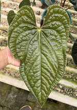 Anthurium Luxurians TC | Grower's Choice, Macau Collection