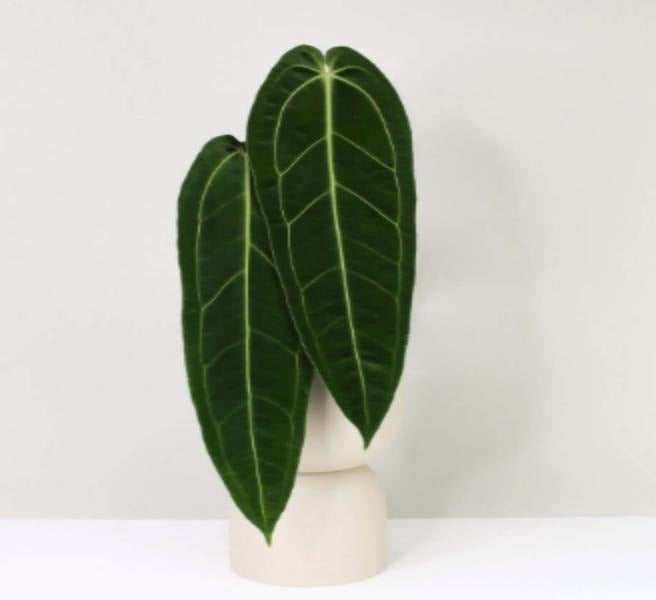 Anthurium Warocqueanum TC | Grower's Choice, Macau Collection