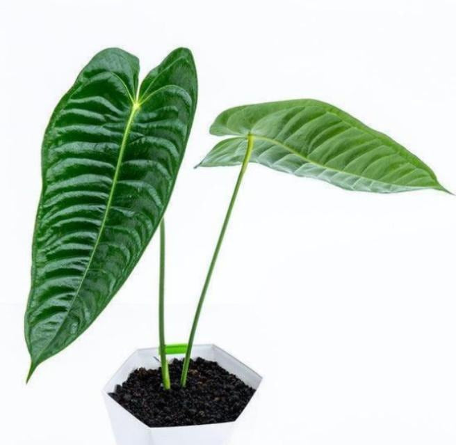 Anthurium Veitchii TC | Grower's Choice, Macau Collection