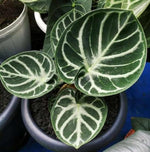 Anthurium Dorayaki TC | Grower's Choice, Macau Collection