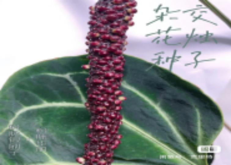 Anthurium crystallinum silver X magnificum TC | Grower's Choice, Macau Collection