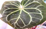 Anthurium magnificum X black crystallinum TC | Grower's Choice, Macau Collection