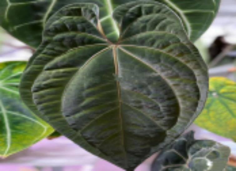 Anthurium magnificumX‘Ace of Spades Xdark phoenix TC | Grower's Choice, Macau Collection