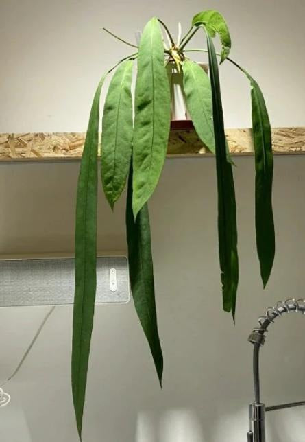 Anthurium vittariifolium TC | Grower's Choice, Macau Collection