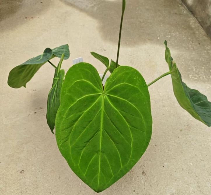 Anthurium crystallinum X forgetii TC | Grower's Choice, Macau Collection