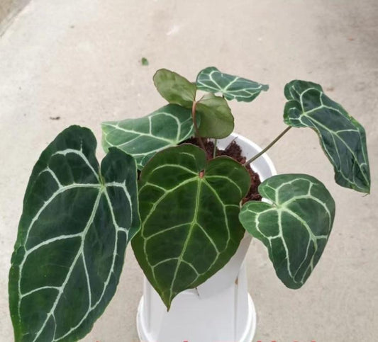 Anthurium Crystallinum Turtle TC | Grower's Choice, Macau Collection