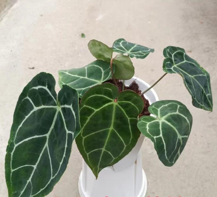 Anthurium Crystallinum Turtle TC | Grower's Choice, Macau Collection