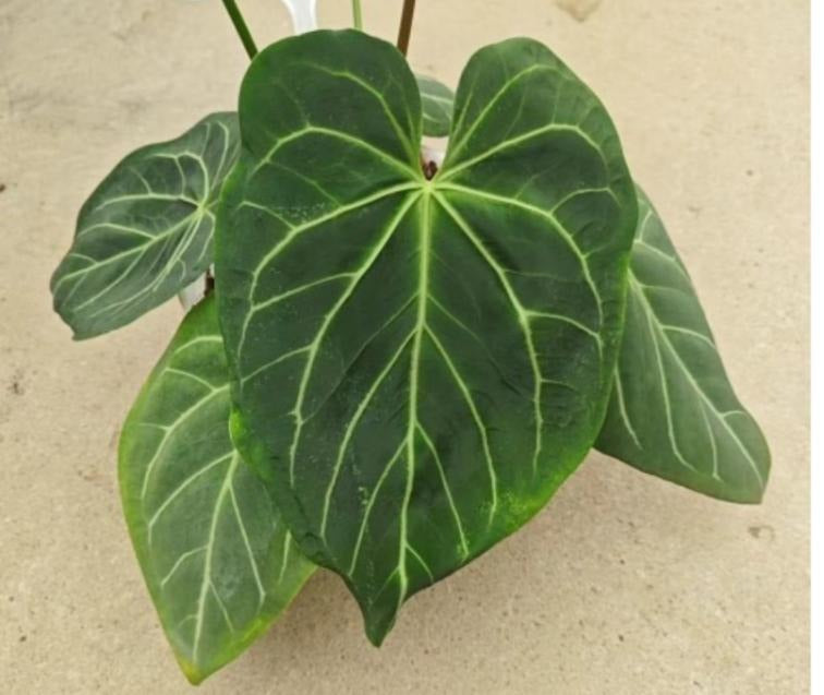 Anthurium magnificum TC | Grower's Choice, Macau Collection